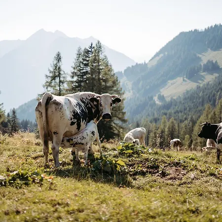 Maurachhof Farmház *