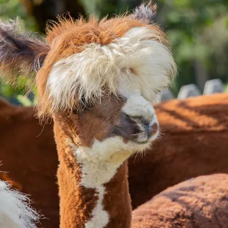 Фермерский дом Maurachhof Гроссарль